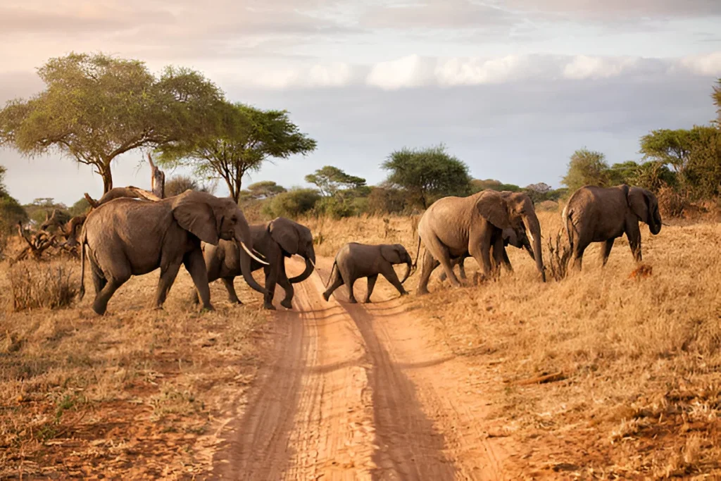tanzania safari 3 days