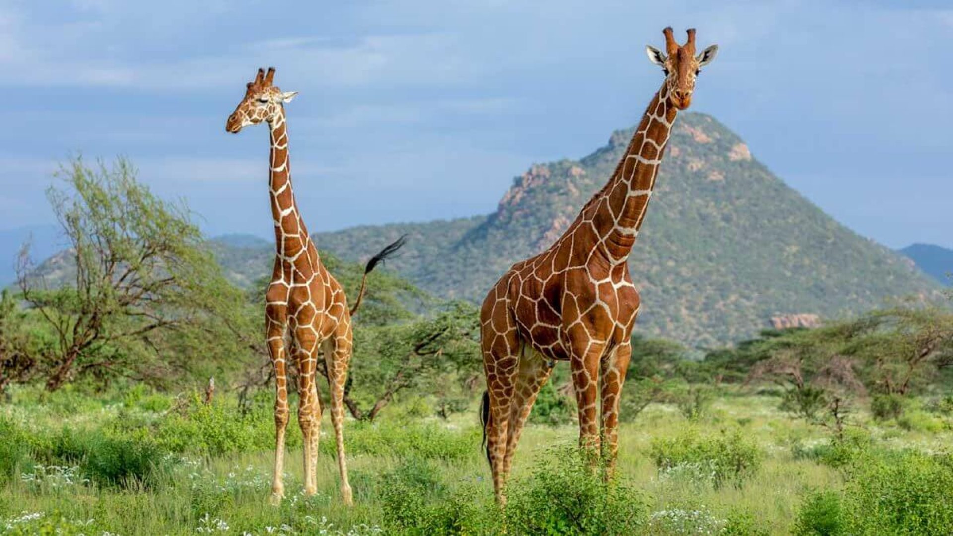 girrafe-in-mkomazi